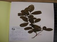 Herbarium sample